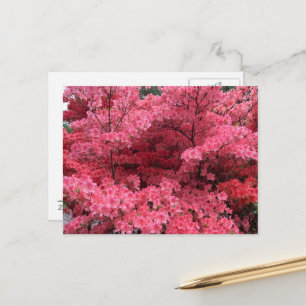 Rododendros de Halifax Nova Scotia Cartão Postal