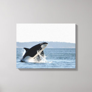Rompendo o impressão das canvas da orca