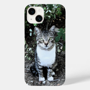 RONINA DE GATO NEGRO E BRANCO TURCO