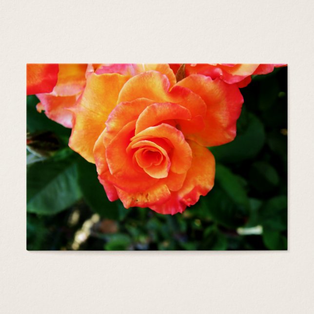 rosa (Frente)