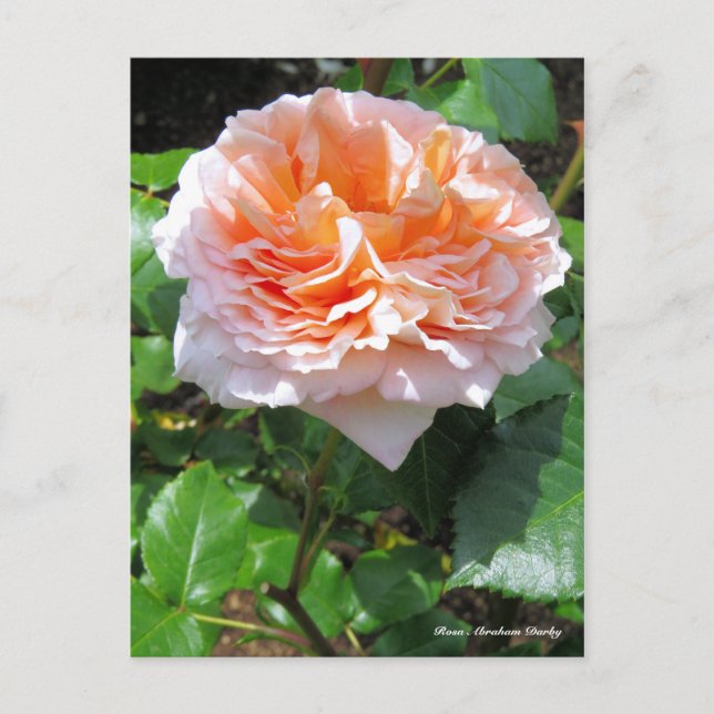 Rosa Abraham Darby ［ Cartão postal ］ (Frente)