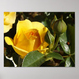 Rosa amarela e poster de insetos-dama