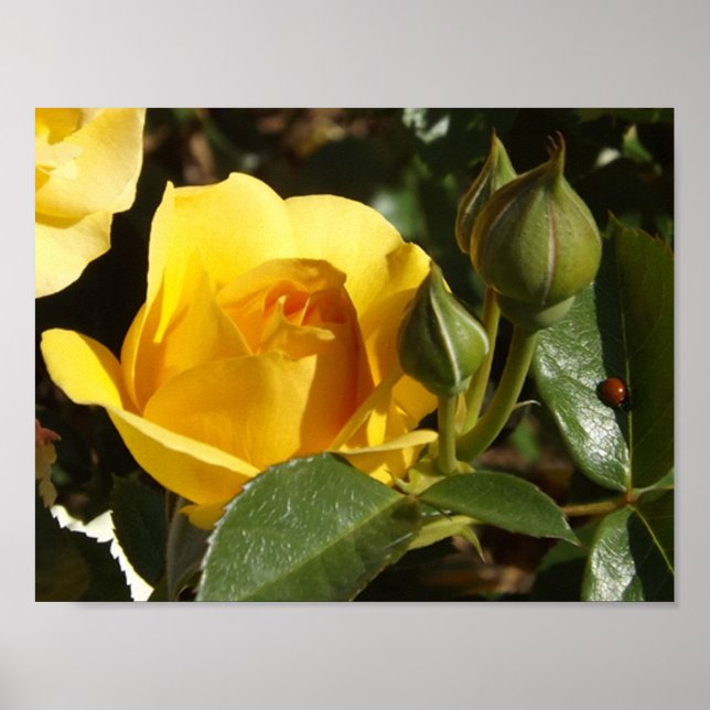 Rosa amarela e poster de insetos-dama (Frente)