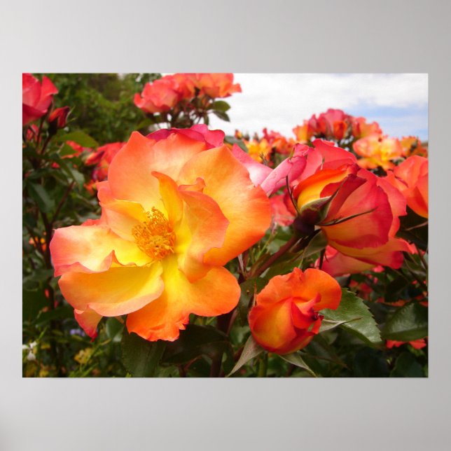 Rosa amarelo alaranjado Flores Poster floral (Frente)