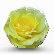 ROSA AMARELO, DE TEXAS?