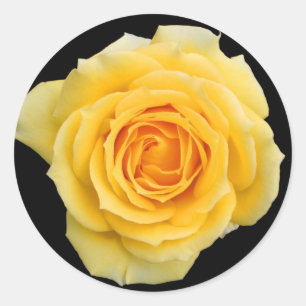 Rosa amarelo, etiquetas