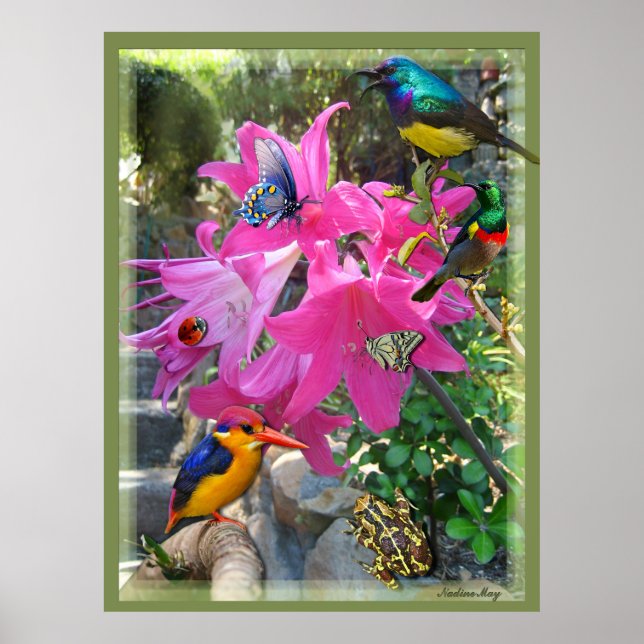 Rosa- Amaryllis & Kingfisher Poster (Frente)