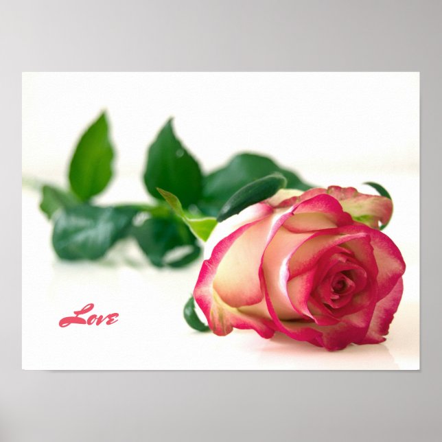 Rosa (amor) Papel de Poster de Valor (Matte) (Frente)