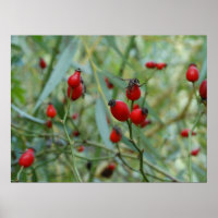 Rosa Autumn Phto Poster