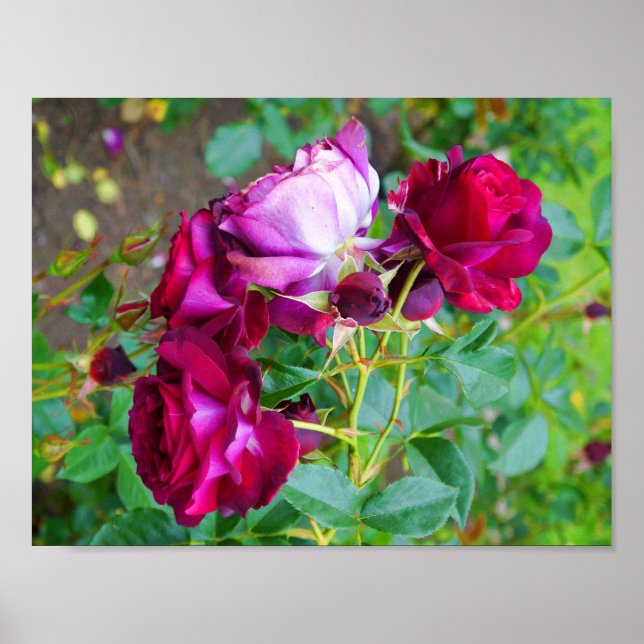 Rosa Azul Selvagem nº 1 Poster (Frente)