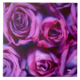 Rosa Azulejo cerâmico