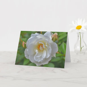 Rosa branca num Cartão de Nota de Arte do Jardim