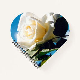Rosa branca sob o céu azul