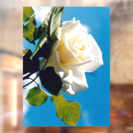 Rosa branca sob o céu azul