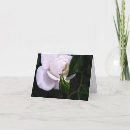 Rosa branco e cartão de nota cor-de-rosa do botão