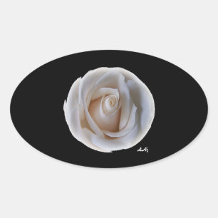 Rosa branco na etiqueta oval preta