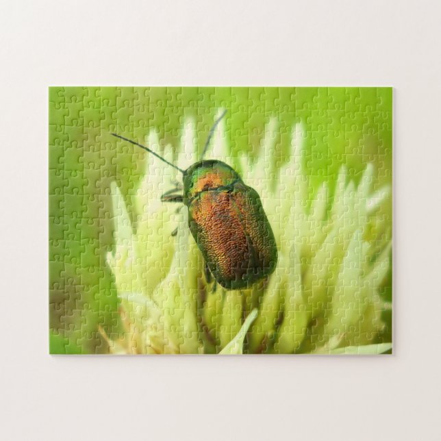 Rosa Chafer Photo Quebra-cabeça com Gift Box (Horizontal)