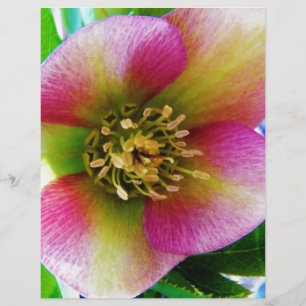Rosa cor-de-rosa,
