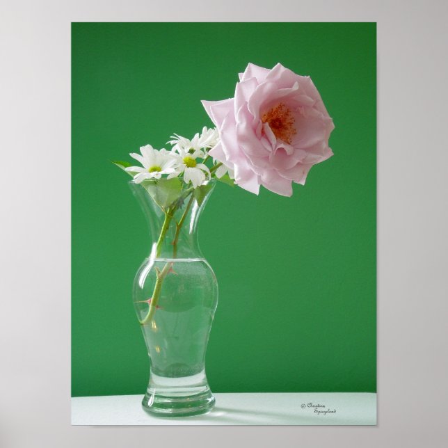 Rosa Daisies Poster (Frente)