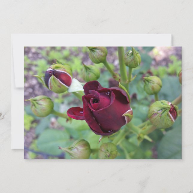 Rosa de borda após chuva (Frente)