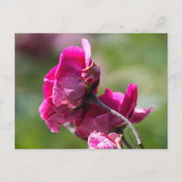 Rosa de Cartão Postal - Graça Magenta