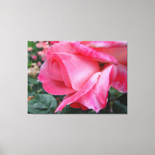 Rosa de chá híbrido Barbara Bush em canvas