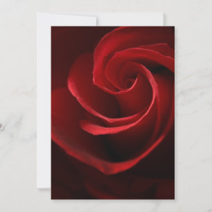 Rosa DE CONVITE