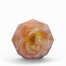 Rosa de cor de pêssego