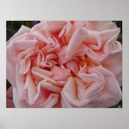 Rosa de Couve Rosa Flores Flores Florais Poster