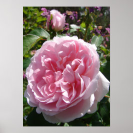 Rosa de de lixo natural, Poster de jardim, cor-de-