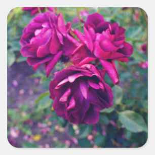 Rosa de Iceberg 3 Adesivos