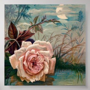 Rosa de Serenata à Lua Poster