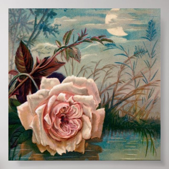 Rosa de Serenata à Lua Poster (Frente)