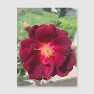Rosa de velvet