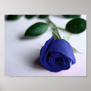 Rosa do azul - poster