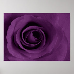 rosa do roxo do poster de Etsy