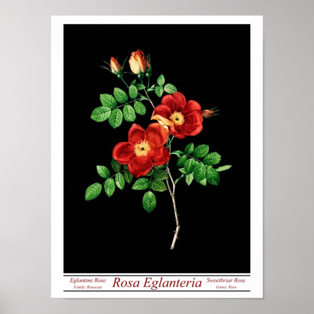 Rosa Eglanteria Black Poster (Frente)
