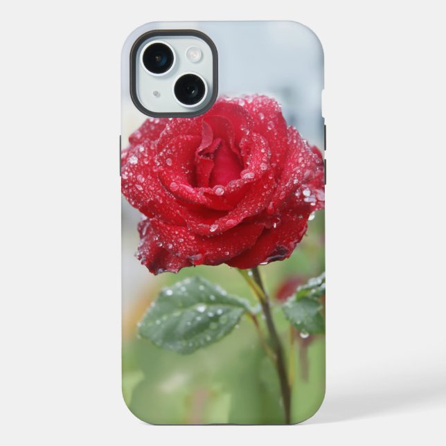 Rosa em gotas de chuva (Verso)