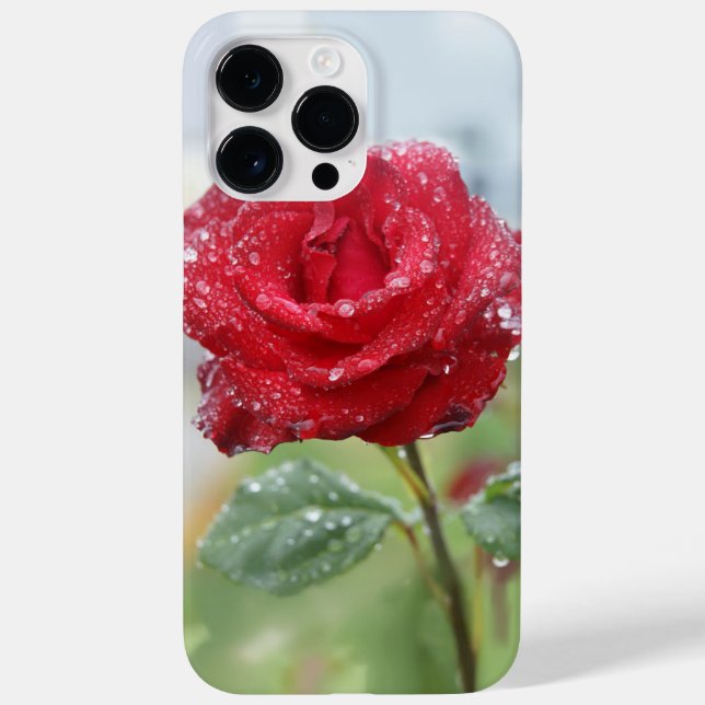 Rosa em gotas de chuva (Verso)