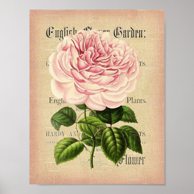 Rosa flor vintage poster floral feminino (Frente)
