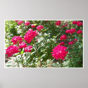 Rosa Fushia por todo o impressão