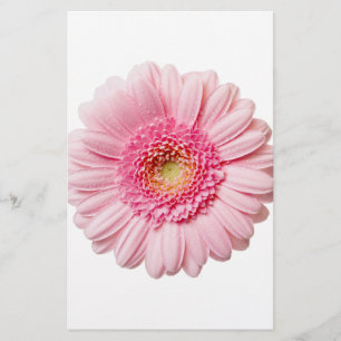 Rosa Gerbera Daisy