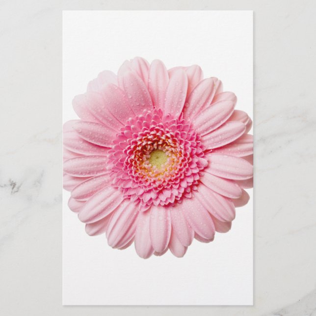 Rosa Gerbera Daisy (Frente)