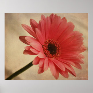 Rosa Gerbera Daisy - Impressão fotográfica