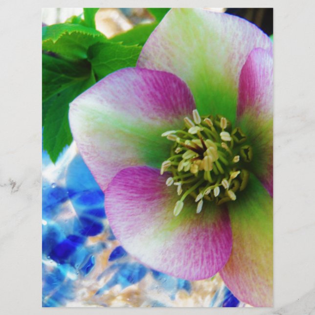 Rosa Hellebore bola de vidro azul (Frente)