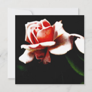 Rosa Híbrida de Chá Vintage Botânica