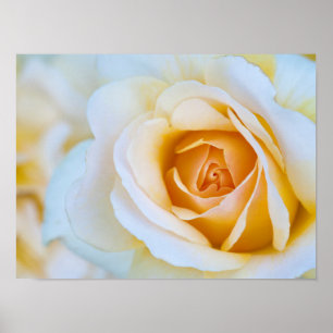 Rosa Impressão, Poster de valor (Matte)