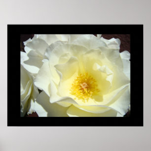 Rosa Impressões de arte brancas amarelas
