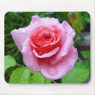 Rosa molhado Mousepad do rosa do solteiro bonito