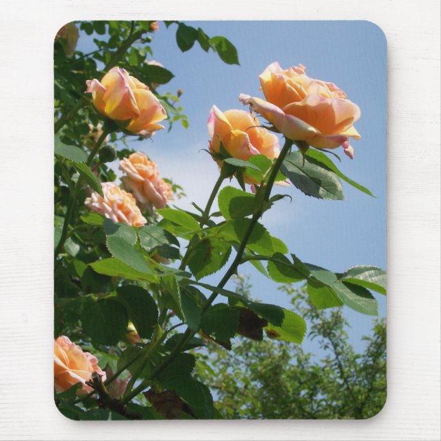 rosa Mousepad 'Alchemist' (Frente)